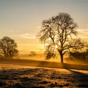 Nice trees in sunset back ground