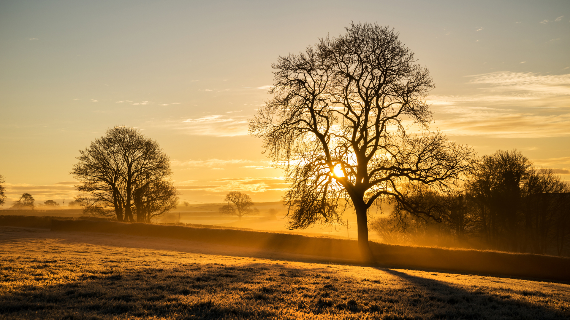 Nice trees in sunset back ground